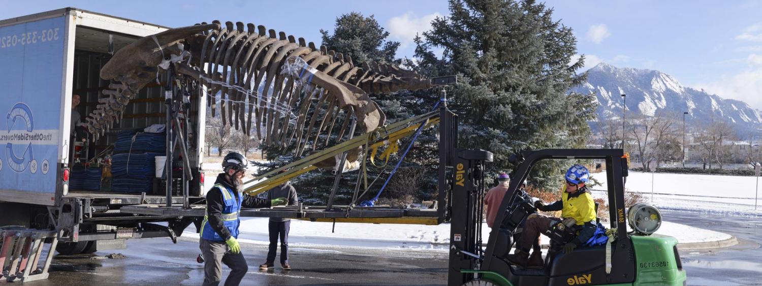 Unloading the Triceratops skeleton from a truck