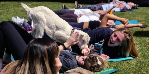 students enjoy a yoga class on the Rec Center lawn with baby goats 